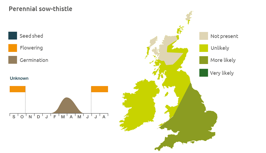 Perennial sow-thistle life cycle and UK distribution